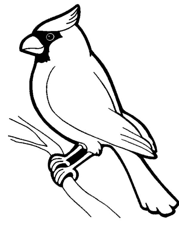 Cardinal Coloring Page Coloring Pages Cardinals 600x751 Cardinal Coloring Page Coloring Pages Cardinals