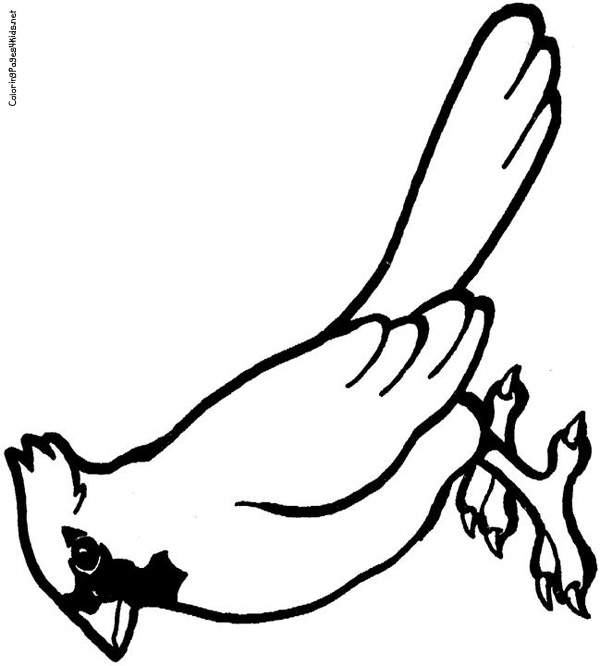 Cardinal Pictures To Color Coloring Page 600x666 Cardinal Pictures To Color Coloring Page