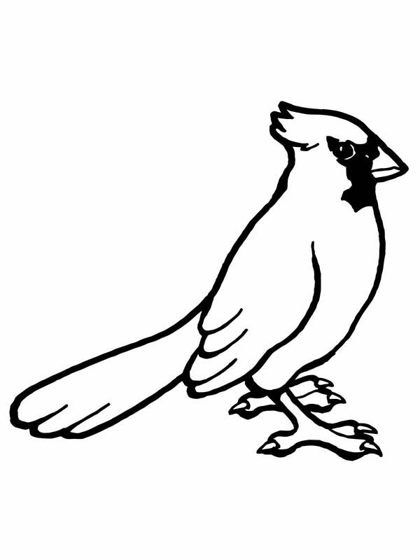 Drawing Cardinal Bird Coloring Page Drawing Cardinal Bird 600x800 Drawing Cardinal Bird Coloring Page Drawing Cardinal Bird