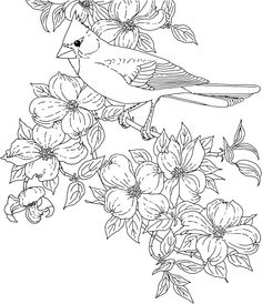 Free Printable Coloring Page North Carolina State Bird 236x274 Free Printable Coloring Page North Carolina State Bird
