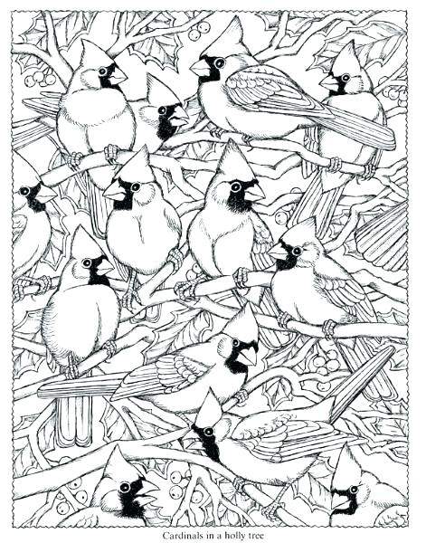 Cardinal Bird Coloring Page 471x600 Cardinal Bird Coloring Page