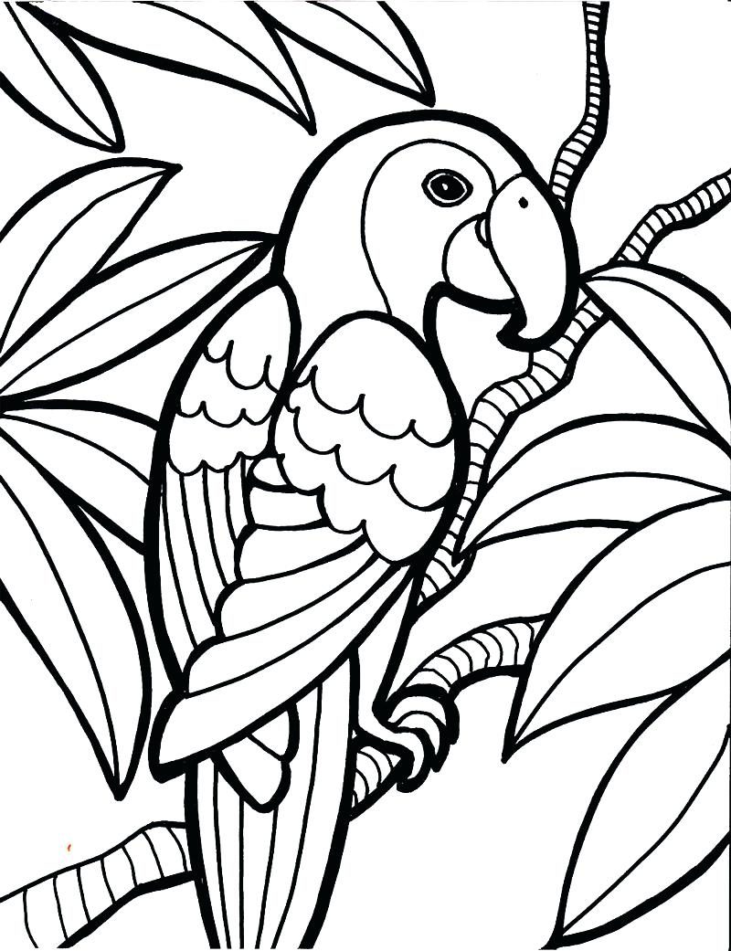 Bird Coloring Pages Drawings Picture Of Cardinal To Color Full 800x1041 Bird Coloring Pages Drawings Picture Of Cardinal To Color Full