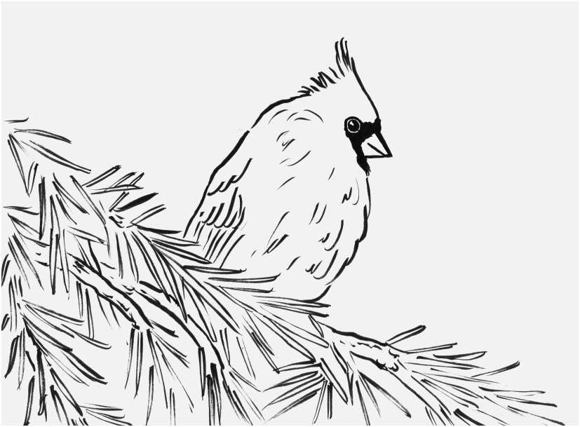 Bird Coloring Pages For Adults Image Cardinal Bird Coloring Page 827x609 Bird Coloring Pages For Adults Image Cardinal Bird Coloring Page