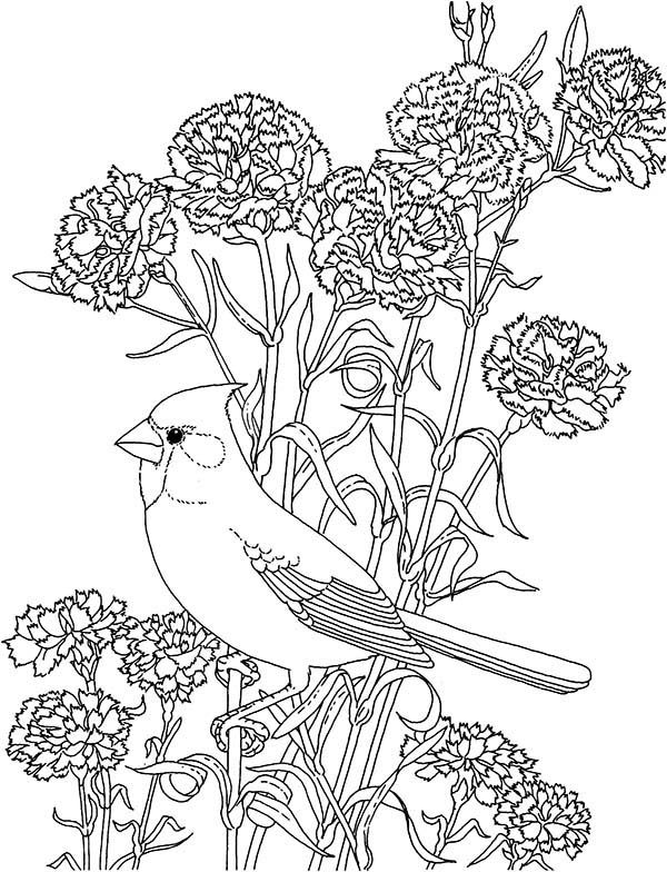 Carnation Flower, Carnation Flower And Cardinal Bird Coloring 600x784 Carnation Flower, Carnation Flower And Cardinal Bird Coloring