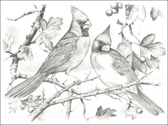 Cardinal Bird Coloring Page Cardinal Bird Coloring Page Cardinal 550x412 Cardinal Bird Coloring Page Cardinal Bird Coloring Page Cardinal