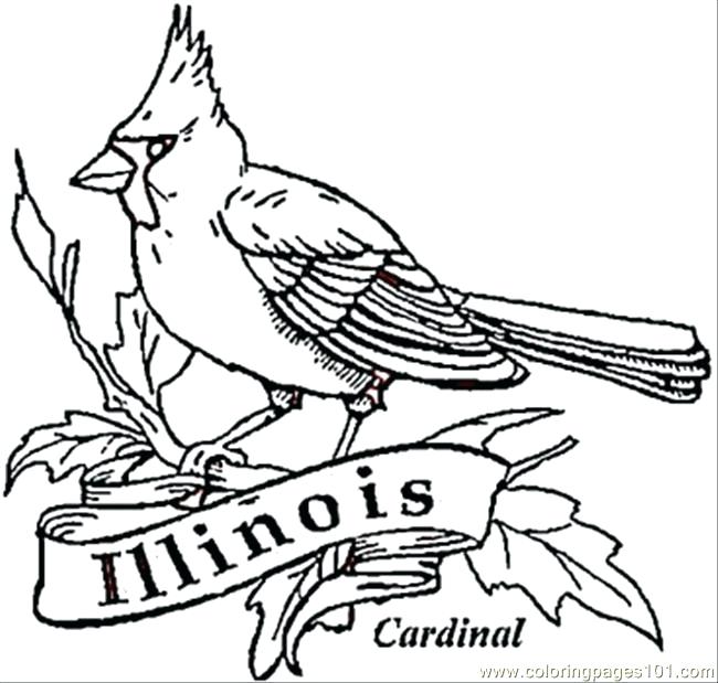 Cardinal Bird Of Coloring Page Free Coloring Pages Free Coloring 650x619 Cardinal Bird Of Coloring Page Free Coloring Pages Free Coloring