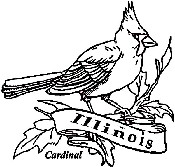 Cardinal Bird Of Illinois Coloring Page Coloring Sun 600x572 Cardinal Bird Of Illinois Coloring Page Coloring Sun