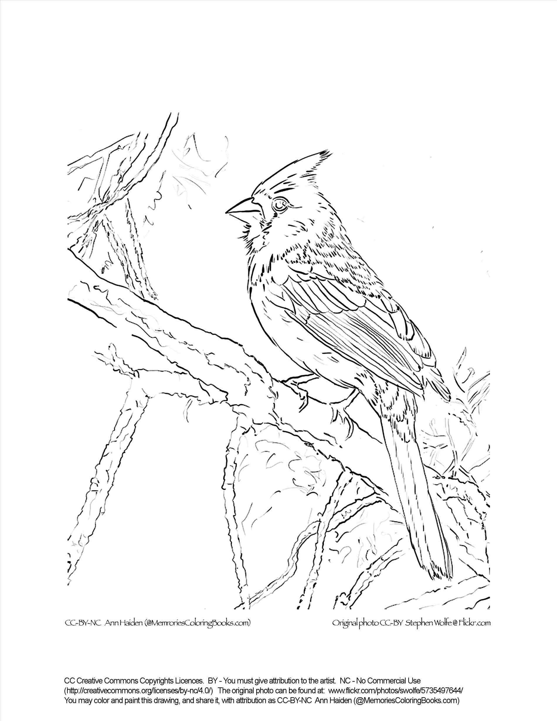 1900x2458 Northern Cardinal Coloring Page Free Printable Pages