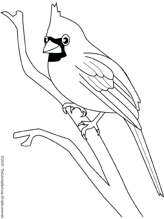 540x720 Red Cardinal Bird Coloring Page Printable Coloring Cardinal 2