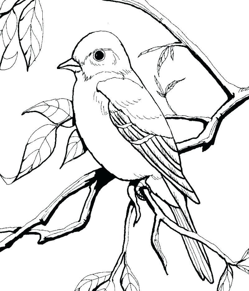 800x932 Bird Coloring Page Bird Book Cardinal Bird Coloring Page Printable