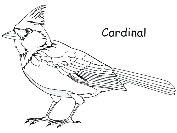 Northern Or Football Helmet Bird Cardinals Coloring Pages Cardinal 720x540 Northern Or Football Helmet Bird Cardinals Coloring Pages Cardinal