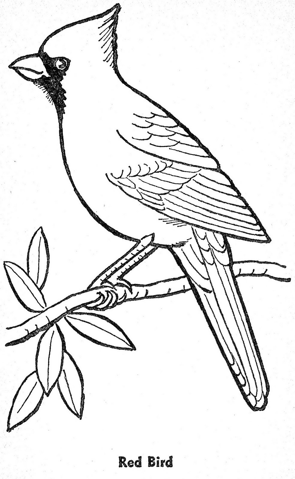 Quality Cardinal Coloring Page Northern Pages 985x1600 Quality Cardinal Coloring Page Northern Pages