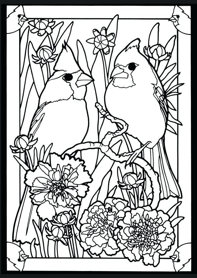 Cardinal Coloring Pages 649x915 Cardinal Coloring Pages