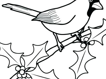 440x330 Cardinal Coloring Pages Cardinal Coloring Pages Cardinal Coloring