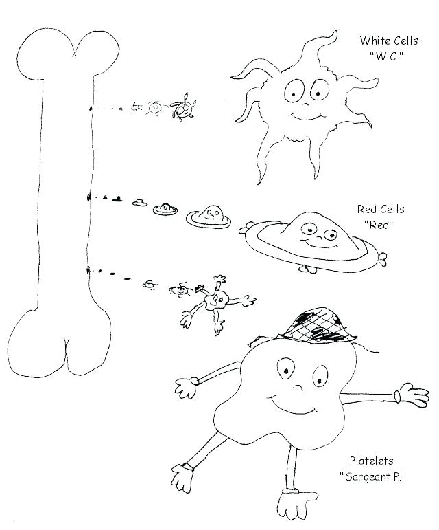 640x771 Circulatory System Coloring Sheet Human Body Systems Coloring