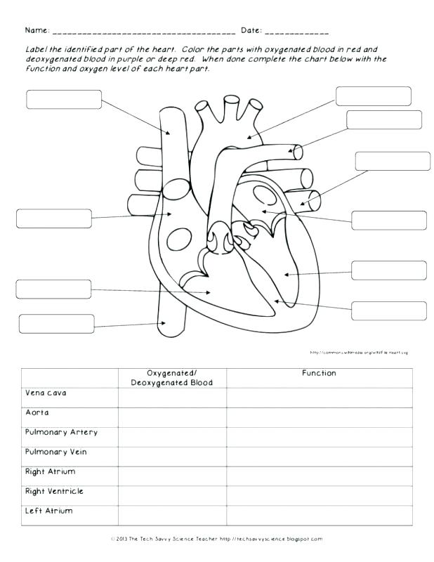 Cardiovascular System Coloring Pages at GetColorings.com | Free ...