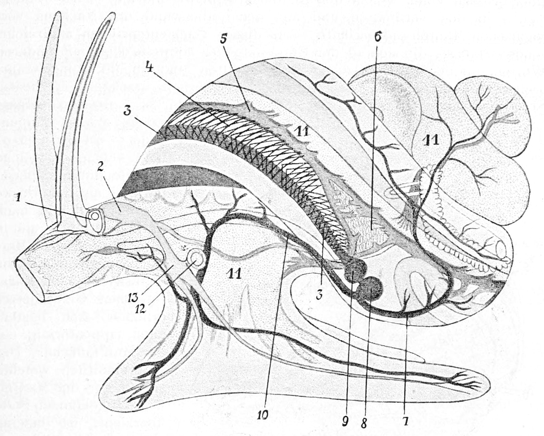 1756x1408 Free Coloring Pages Of Human Circulatory System, Circulatory