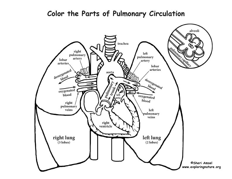 792x612 Pulmonary Circulation Coloring Page Professional Development