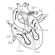 230x230 Top 10 Anatomy Coloring Pages For Your Toddler Heart Anatomy