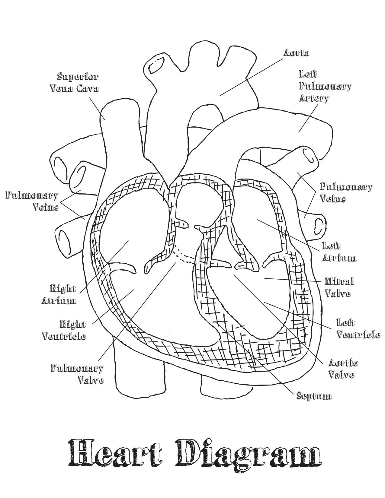 1275x1651 Diagram Circulatory System Heart Diagram Unlabeled Free Coloring