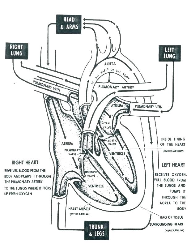 618x802 Circulatory System Coloring Page Anatomy Coloring Pages