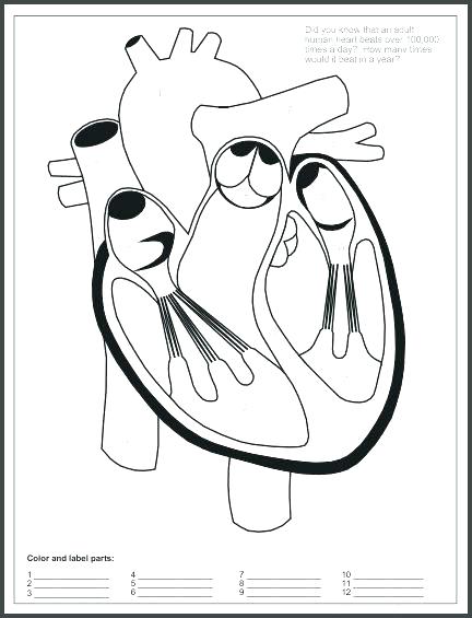 432x565 Circulatory System Coloring Page Circulatory System Coloring Human