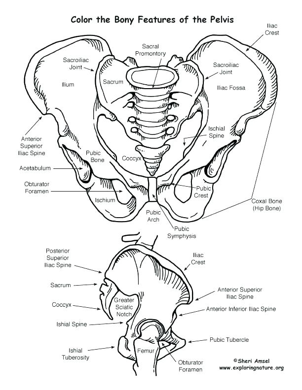 612x792 Circulatory System Coloring Page Circulatory System Coloring Page