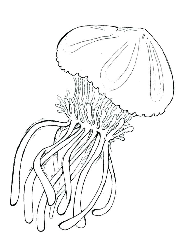 Career Day Coloring Pages Cartoon Jellyfish Coloring Pages 750x1000 Career Day Coloring Pages Cartoon Jellyfish Coloring Pages
