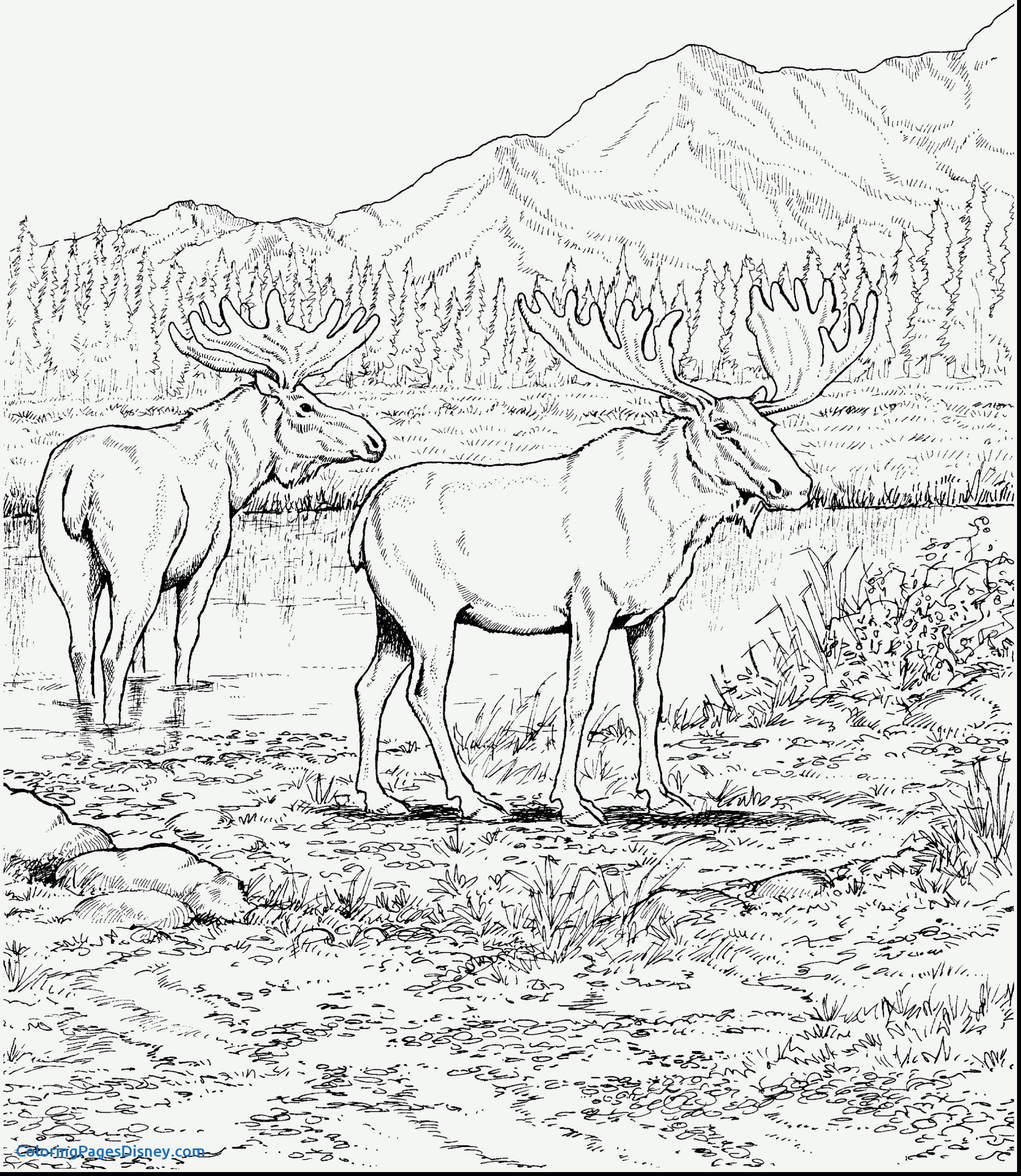 Caribou Coloring Pages at GetColorings.com | Free printable colorings