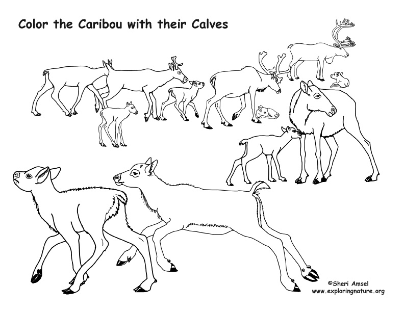 Caribou With Their Calves Coloring Page 792x612 Caribou With Their Calves Coloring Page
