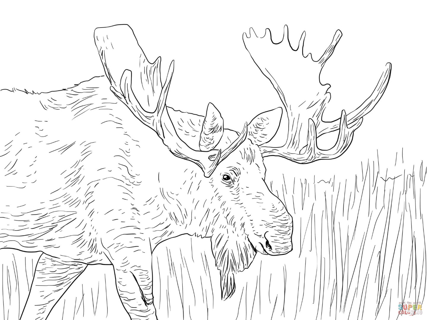 Moose Coloring Pages To Download And Print For Free 1440x1080 Moose Coloring Pages To Download And Print For Free