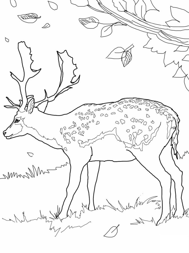 Whitetail Deer Coloring Pages Coloriages 768x1024 Whitetail Deer Coloring Pages Coloriages