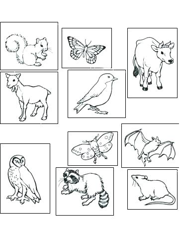 Caribou Coloring Pages Lukas Podolski.club 364x480 Caribou Coloring Pages Lukas Podolski.club