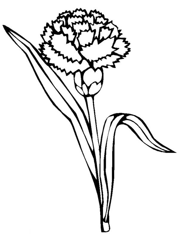 Carnation Coloring Page