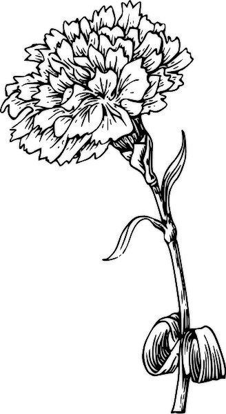 328x600 863 Best Zentangle Flowers Images On Drawings Carnation