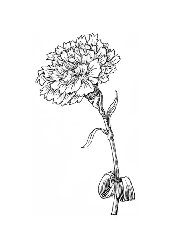 620x875 Coloring Page Flower
