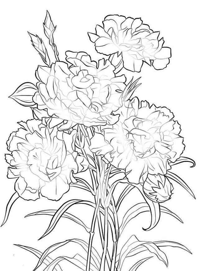 Carnation Flower Coloring Pages at GetColorings.com | Free printable ...