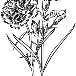 Coloring Page Carnation Archives 268x268 Coloring Page Carnation Archives