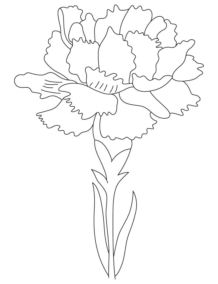 Flower Color Pages Carnation Birth Flower Coloring Page Printable 720x936 Flower Color Pages Carnation Birth Flower Coloring Page Printable