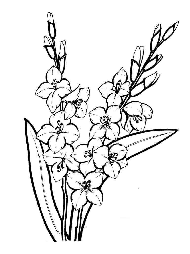 Gladiolus Coloring Pages. Download And Print Gladiolus Coloring Pages 750x1000 Gladiolus Coloring Pages. Download And Print Gladiolus Coloring Pages