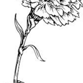 Picture Of Carnation Flower Coloring Page Coloring Sun Coloring 268x268 Picture Of Carnation Flower Coloring Page Coloring Sun Coloring