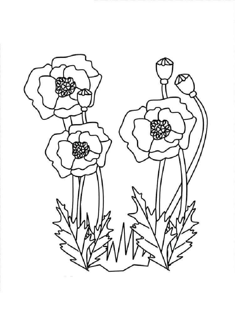 Poppy Flower Coloring Pages. Download And Print Poppy Flower 750x1000 Poppy Flower Coloring Pages. Download And Print Poppy Flower