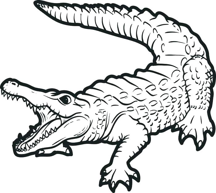 Crocodile Coloring Pages Alligator Coloring Pages Cute Crocodile 700x628 Crocodile Coloring Pages Alligator Coloring Pages Cute Crocodile