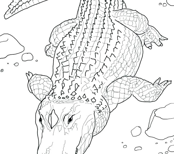 Alligator Coloring Pages 678x600 Alligator Coloring Pages