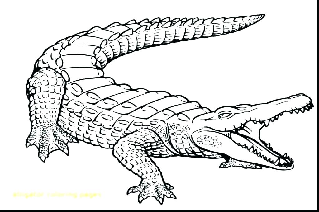 Alligator Coloring Pages 1024x681 Alligator Coloring Pages