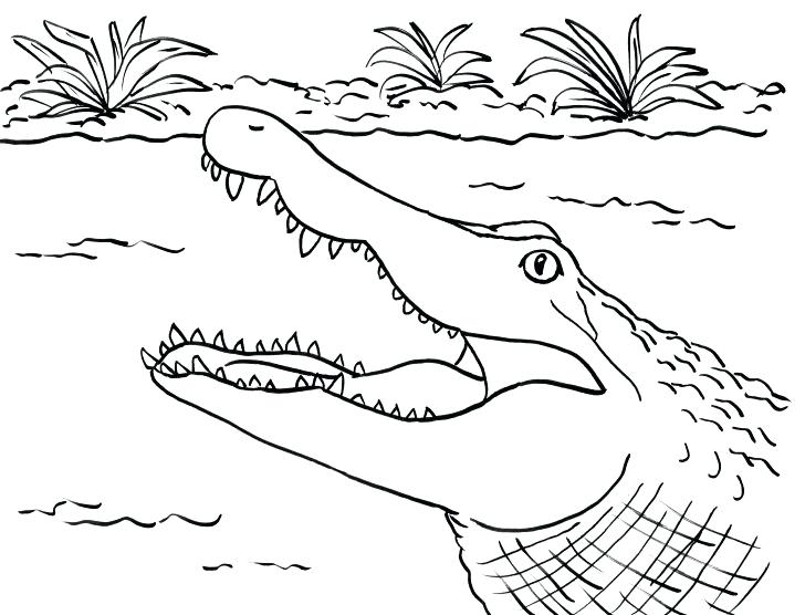 Alligator Coloring Page Alligator Coloring Page With Wallpaper 728x556 Alligator Coloring Page Alligator Coloring Page With Wallpaper