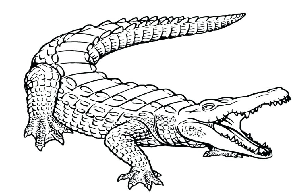 Alligator Coloring Page Alligator Letter A For Cute Baby Alligator 1024x682 Alligator Coloring Page Alligator Letter A For Cute Baby Alligator