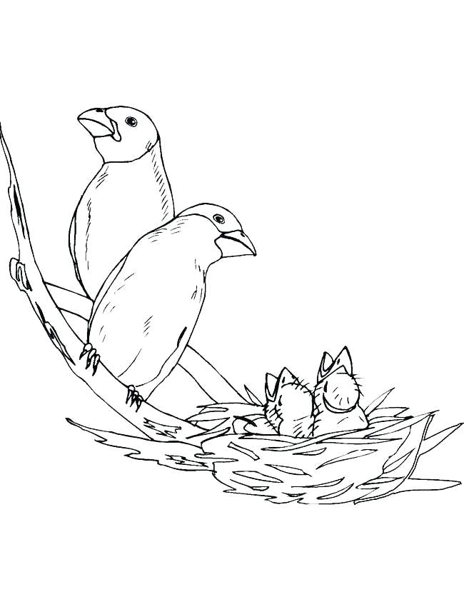 650x850 Coloring Pages Bird Bird Nest Coloring Page Cartoon Bird Coloring
