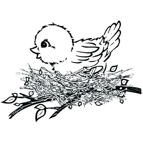 600x600 Bird Coloring Pages Plus Coloring Sheets 1 Baby Bird Colouring