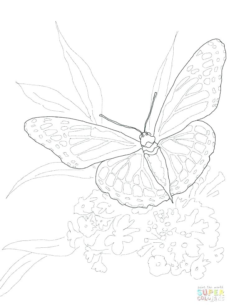 Cartoon Butterfly Coloring Pages Monarch Butterfly Coloring Pages 736x981 Cartoon Butterfly Coloring Pages Monarch Butterfly Coloring Pages